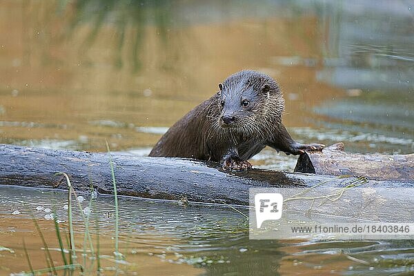 European otter (Lutra lutra)  adult  on log in water  captive  Germany  Europe