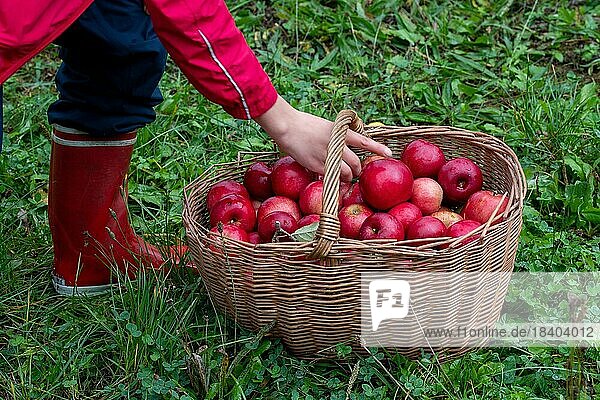 Kind legt Apfel in geflochtenen Korb  Hohenlohe  Baden-Württemberg  Deutschland  Europa
