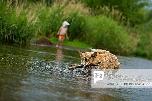 Corgi Hund läuft auf dem Wasser im Fluss und fängt einen Stock. Sommer  Polen  Europa