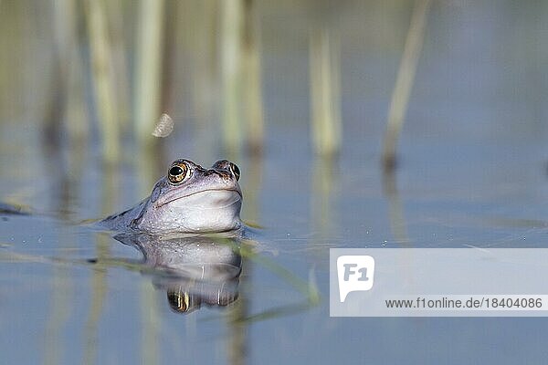 Blue moor frog (Rana arvalis) in courtship display in a water ditch  Lake Dümmer  Hüde  Lower Saxony  Germany  Europe