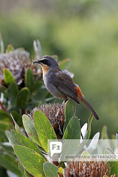 Cape robin-chat (Cossypha caffra)  adult  male  on flower  Protea  Kirstenbosch Botanical Gardens  Cape Town  South Africa  Africa