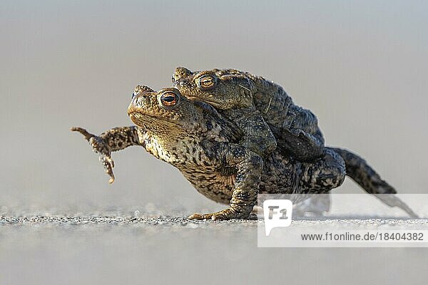 Female common toad (Bufo bufo) carrying male to spawning water  Lake Dümmer  Lembruch  Lower Saxony  Germany  Europe