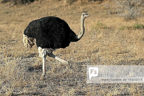 South African ostrich (Struthio camelus australis)  adult  male  running  foraging  Mountain Zebra National Park  Eastern Cape  South Africa  Africa