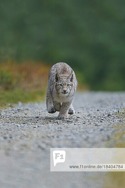 Europäischer Luchs (Lynx lynx)  Jungtier rennt auf Waldweg