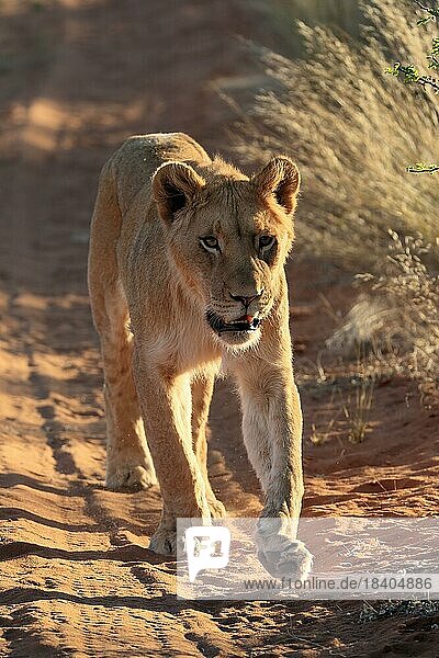 Löwe (Panthera leo)  adult  weiblich  wachsam  laufend  Tswalu Game Reserve  Kalahari  Nordkap  Südafrika