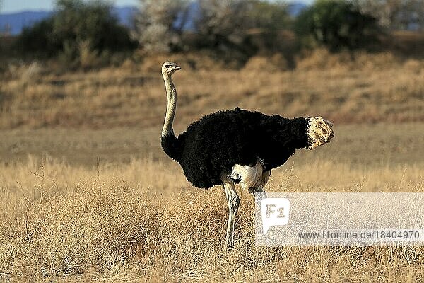 Südafrikanischer Strauß (Struthio camelus australis)  adult  männlich  Nahrungssuche  Mountain Zebra Nationalpark  Ostkap  Südafrika