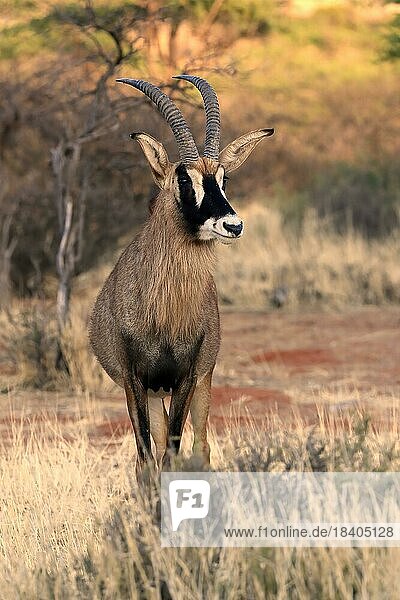 Pferdeantilope (Hippotragus equinus)  adult  wachsam  Tswalu Game Reserve  Kalahari  Nordkap  Südafrika