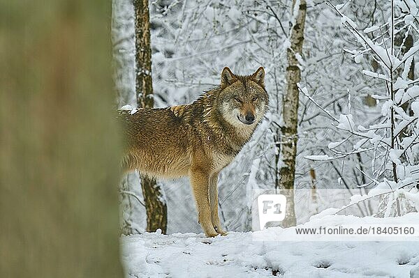 Gray wolf (Canis lupus)  adult  alert  forest  winter  captive  Germany  Europe