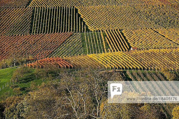 Drone image  vineyards in autumn  near Michelbach  Baden-Württemberg  Germany  Europe