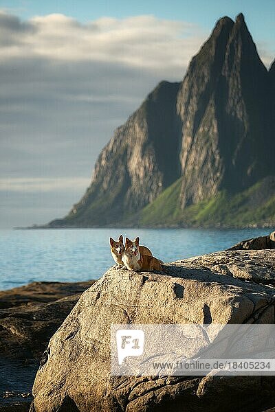 Two Welsh Corgi Pembroke dogs stand in front of a mountain by the sea on Senja Island. Norway  Senja  Norway  Europe