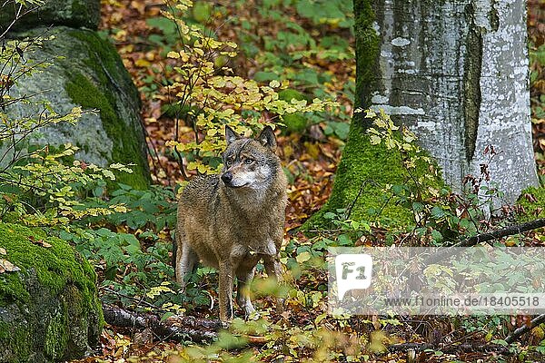 European grey wolf (Canis lupus) in autumn forest