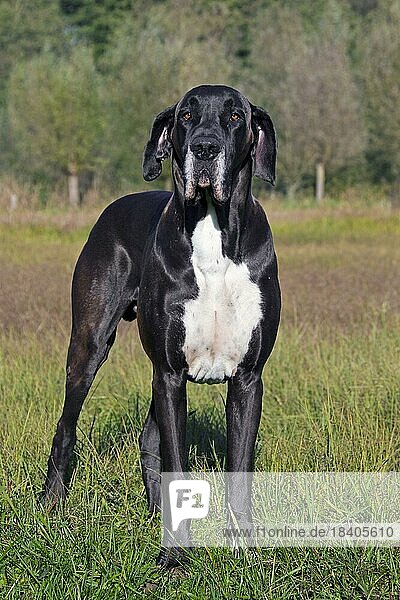 Deutsche Dogge  Deutscher Mastiff  eine der größten Hunderassen der Welt
