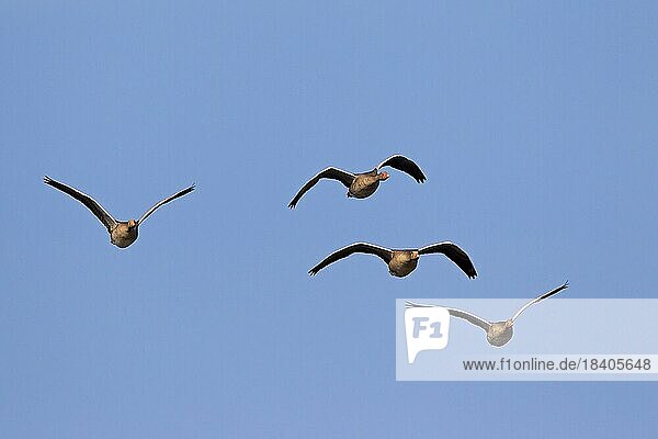 Greylag goose (Anser anser)  graylag goose flock in flight  Germany  Europe