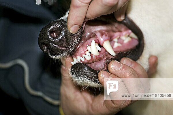 Nahaufnahme eines Deutschen Schäferhundes mit Zähnen