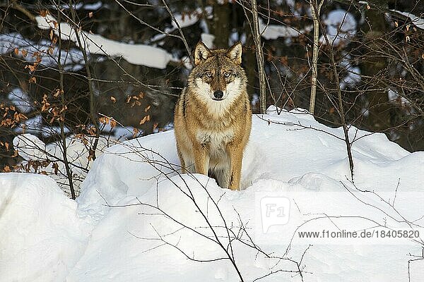 Einsamer grauer Wolf (Canis lupus)  grauer Wolf bei der Jagd im Schnee im Wald im Winter