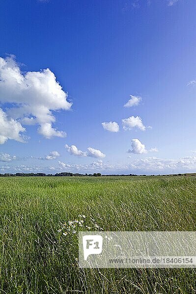 Deichhinterland in der Nähe von Dorum  Landkreis Cuxhaven  Deutschland  Europa