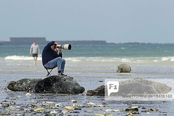 Nature (Halichoerus grypus) photographer with long telephoto lens photographing Grey seals  gray seal sleeping on beach