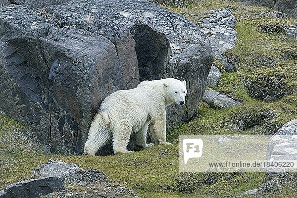 Solitary polar bear (Ursus maritimus) foraging on land among rocks along the Svalbard coast in the Arctic summer  Spitsbergen  Norway  Europe