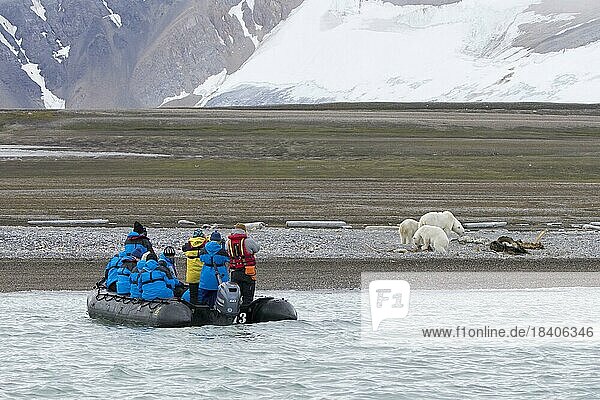 Ökotouristen in einem ZodiacBoot beobachten aasfressende Eisbären (Ursus maritimus)  die den Kadaver eines gestrandeten Wals fressen  Svalbard  Spitzbergen