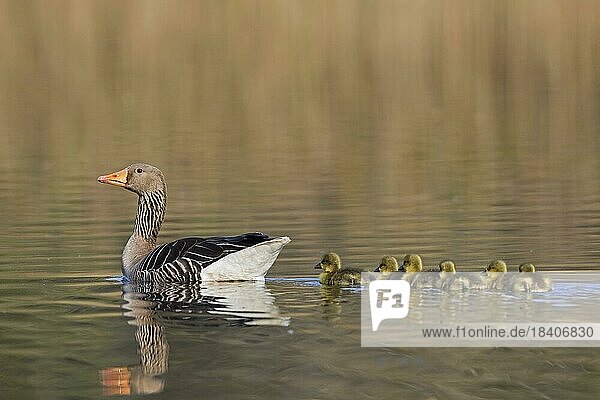 Greylag goose (Anser anser) mother swimming with row of goslings  chicks behind her in lake in spring
