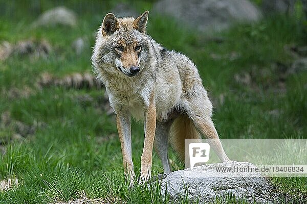 European grey wolf (Canis lupus) in summer  Hälsingland  Sweden  Europe