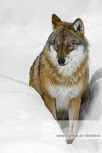 Solitary gray wolf (Canis lupus)  grey wolf hunting in deep snow in winter