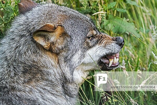 Wütender  aggressiver und bedrohter Wolf (Canis lupus) mit gerümpfter Nase und fletschenden Reißzähnen  wenn ein Rudelmitglied sein Futter stehlen will