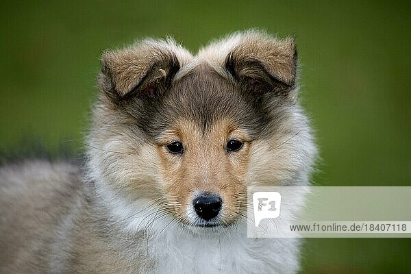 Shetland Sheepdog (Canis lupus familiaris)  collie pup close up portrait in garden