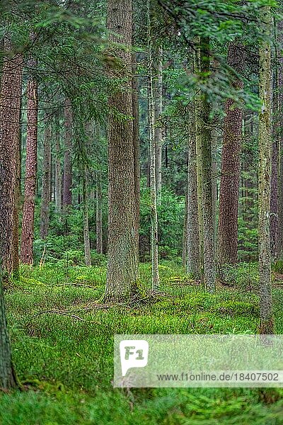 Grüner Wald  Schwarzwald  Unterhaugstett  Deutschland  Europa