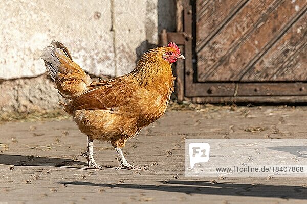 Rote Henne in einem sonnigen Bauernhaus im Frühling. Elsass  Frankreich  Europa