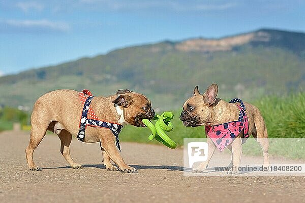 Zwei französische Bulldoggen spielen zusammen mit grünem Spiralhundespielzeug