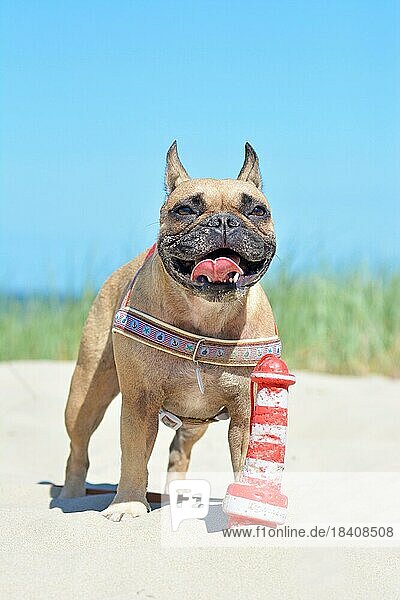 Kleine glückliche braune französische Bulldogge mit breitem Grinsen  die ein nautisches Geschirr und ein LeuchtturmHundespielzeug trägt und zu ihren Füßen in Sanddünen mit Gras am Strand liegt