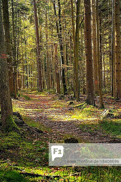 Waldweg mit Sonnenlicht  Schömberg  Schwarzwald  Deutschland  Europa