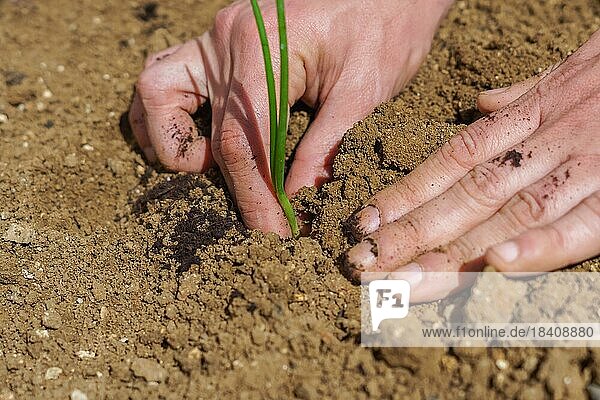 Close-up of a mans hands planting onions in his organic vegetable garden