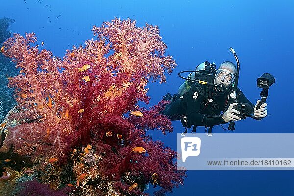 Taucher  Unterwasserfotograf  Fotograf mit Kamera  Unterwasserkamera  betrachtet Klunzingers Weichkoralle (Dendronephthya klunzingeri)  rot  groß  Rotes Meer  Hurghada  Ägypten  Afrika