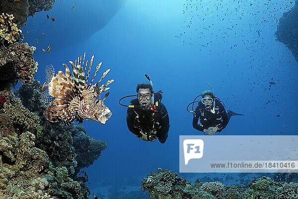 Taucher  Taucherin  zwei  Paar  betrachtet  betrachten Rotfeuerfisch (Ptrois volitans) mit offenem Maul am Korallenriff  Rotes Meer  Hurghada  Ägypten  Afrika