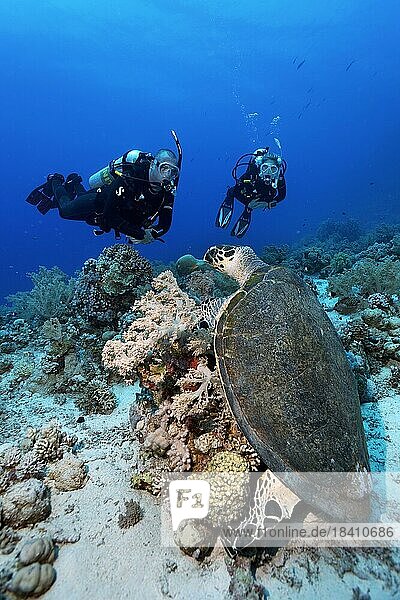 Taucher  Taucherin  zwei  betrachten Suppenschildkröte (Chelonia mydas) frisst  fressen Weichkoralle  Rotes Meer  Hurghada  Ägypten  Afrika