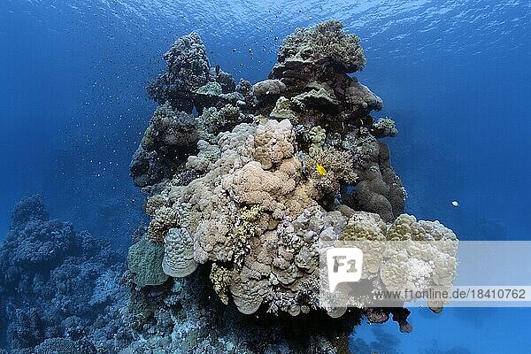 Unterwasserlandschaft  typisch  bizarr  Korallenturm  Domkoralle (Porites nodifera)  Mitte verschiedene Xenia (Xenia) Weichkorallen  St.-Johannes-Insel  auch Zabargad  Rotes Meer  Ägypten  Afrika