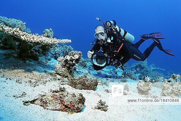 Taucher  Fotograf  Unterwasserfotograf mit Kamera  Unterwasserkamera  taucht über Sandgrund  fotografiert Echter Steinfisch (Synanceia verrucosa)  zwei  Rotes Meer  Hurghada  Ägypten  Afrika