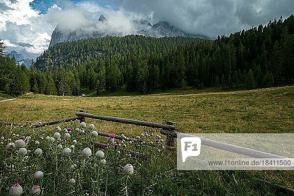 Eine schöne Wiese mit Blumen im Vordergrund und in der Ferne Berggipfel in den Wolken. Dolomiten  Italien  Dolomiten  Italien  Europa