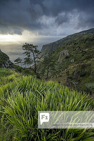 Abendstimmung  grüne Küstenlandschaft an Steilklippe  Meer und Küste  Aussichtspunkt Miradouro da Raposeira  Paul do Mar  Madeira  Portugal  Europa