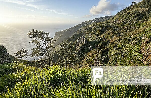 grüne Landschaft vor Meer und Küste  Aussichtspunkt Miradouro da Raposeira  Madeira  Portugal  Europa
