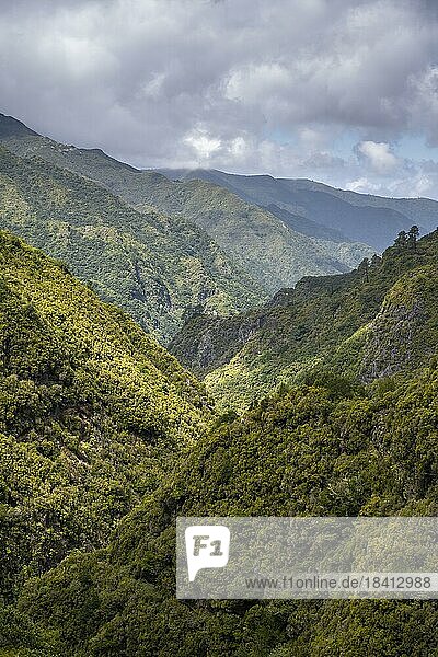 Grüner Wald und Hügel von Rabacal  Paul da Serra  Madeira  Portugal  Europa