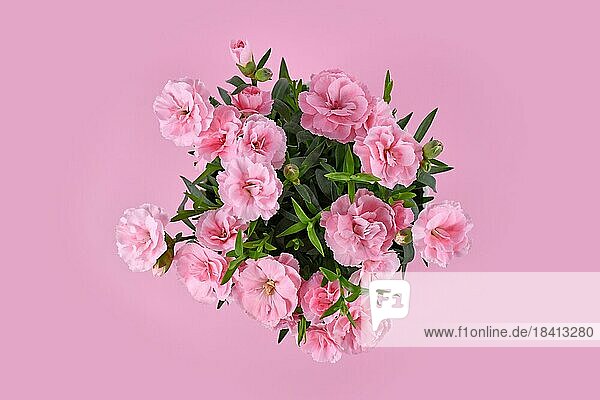 Draufsicht auf rosa (Dianthus) Blüten auf rosa Hintergrund