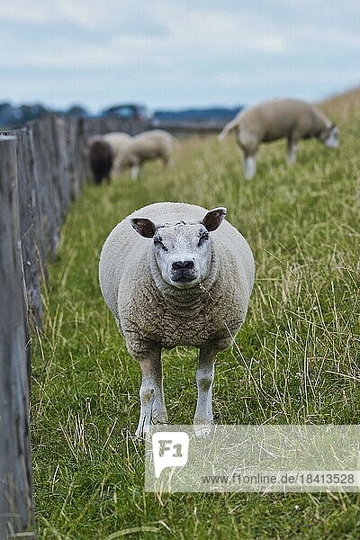Porträt eines Texel Schafs  das gerade in die Kamera schaut  eine stark bemuskelte Hausschafrasse von der Insel Texel in den Niederlanden  die auf einer Deichwiese lebt