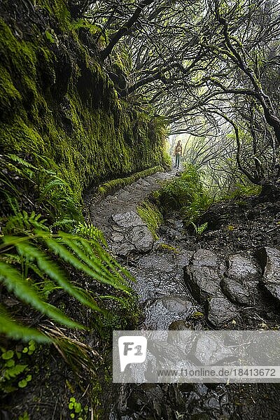 Hiker  Mystic forest with mist  Vereda Francisco Achadinha hiking trail  Rabacal  Madeira  Portugal  Europe