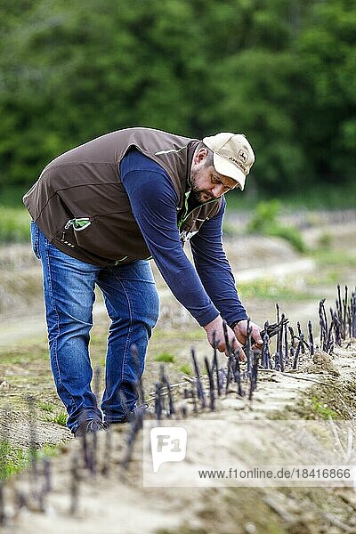 Farmer during harvest  purple or violet asparagus  rare variety from Italy  Rheurdt  North Rhine-Westphalia  Germany  Europe