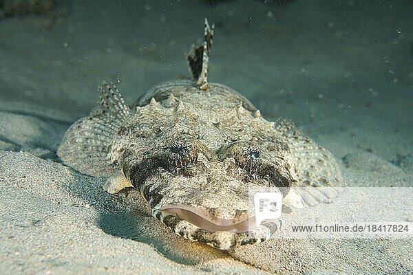 Portrait von Teppich-Krokodilfisch (Papilloculiceps longiceps)  Tauchplatz Hausriff Mangrove Bay  El Quesir  Ägypten  Rotes Meer  Afrika