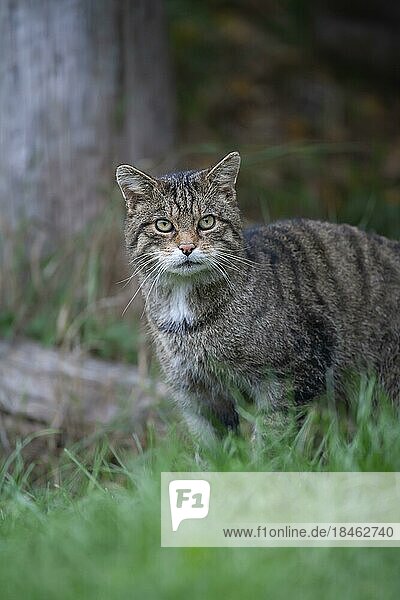 European wildcat (Felis silvestris) adult animal portrait  United Kingdom  Europe
