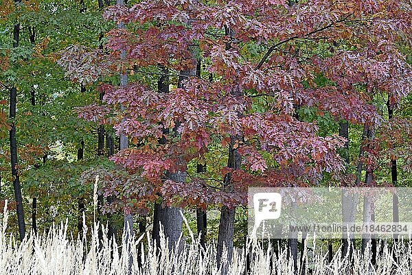 Roteiche (Quercus rubra)  Blätter mit typischer roter Laubfärbung  Naturpark Arnsberger Wald  Nordrhein-Westfalen  Deutschland  Europa